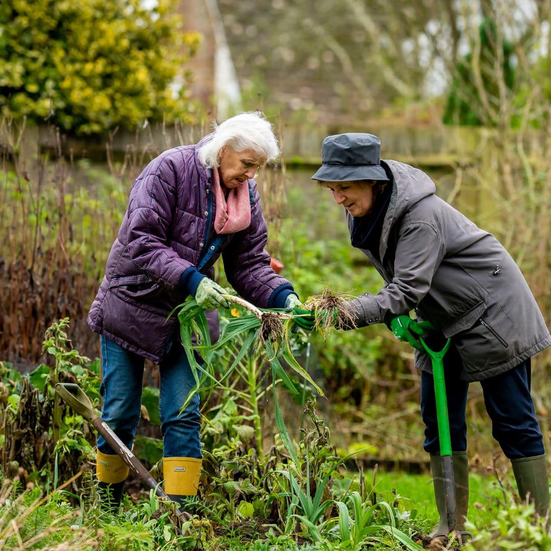 people in garden