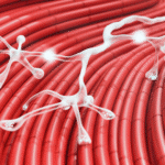 Neuromuscular Benefits 